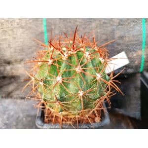 ferocactus fordii v. Urger rf. 160323 1