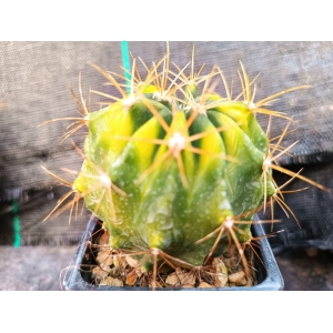 Ferocactus echidne rf. 160323 1