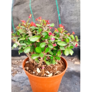 Euphorbia Milii m-13 rf. 071223 1