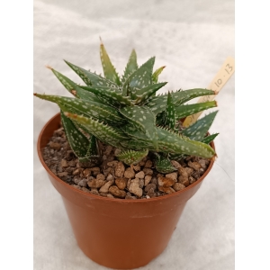 Aloe jacunda rf. 280124 1