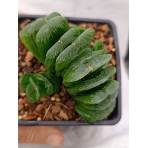 Haworthia truncata cv. Lime green rf. 280124 1