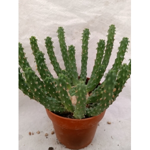 Euphorbia inermis rf. 280124 1