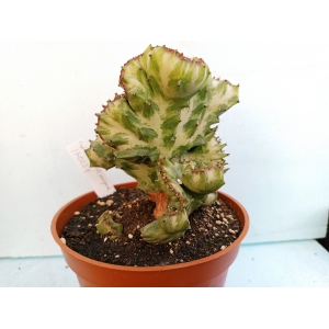 Euphorbia lactea variegada crestada m-13 rf. 170224 1