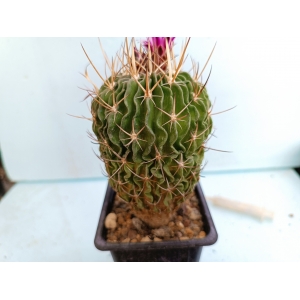 Echinofossulocactus sp. m-7x7 rf. 220224 1