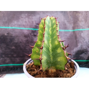Euphorbia grandialata m-13 rf. 250224 1