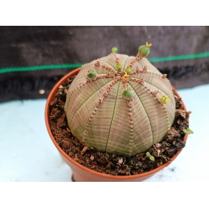 Euphorbia obesa m-8.5 rf. 020324