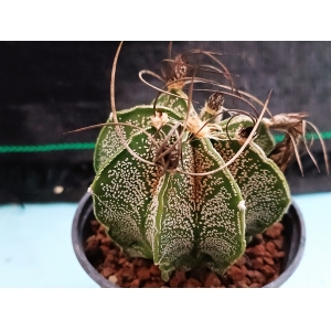 Astrophytum capricorne m-8.5 rf. 020324 1