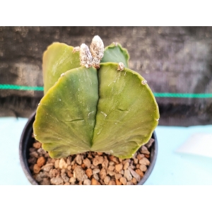 Astrophytum myriostigma cuatri. nudum m-8.5 rf. 030324 1