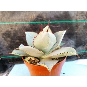 Agave \"Dragon Toes\" m-13 rf. 030324 1