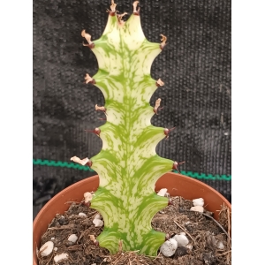 Euphorbia trigona mint cream m-8.5 rf. 190324 1