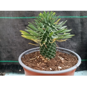 Euphorbia Sotetsu-kirin m-13 rf. 190324 1