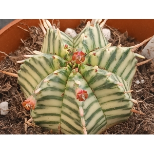 Euphorbia Meloformis variegada m-8.5 rf. 230324 1