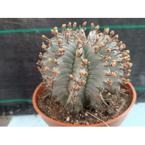 Euphorbia horrida \"snowflake\" m-13 rf. 270424 1