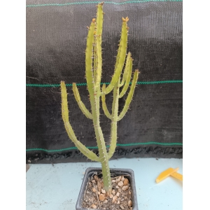 Euphorbia debilispina m- 7x7 rf. 270424 1