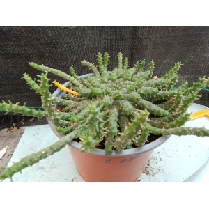 Euphorbia Gorgonis m-13 rf. 270424 1