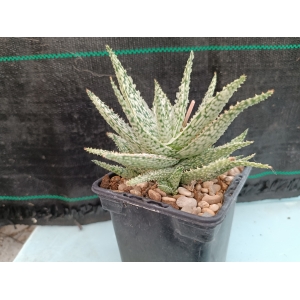 Aloe hibrido Diego m- 9x9 rf. 160624 1