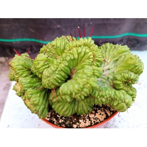 Euphorbia enopla crestada m- 8.5 rf. 230624 1