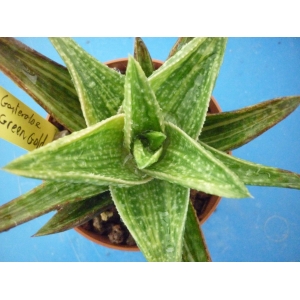 Gasteraloe cv. Green Gold 1