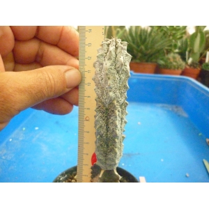Euphorbia abdelkuri (injertada)