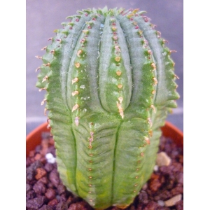 Euphorbia obesa hibrida rf. 130222 1