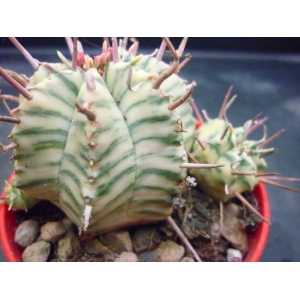 Euphorbia meloformis variegada rf. 250222 1