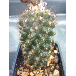 Copiapoa grandiflora rf. 030322 1