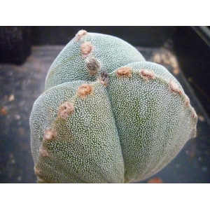 Astrophytum myriostigma tricostatum rf. 030422 1