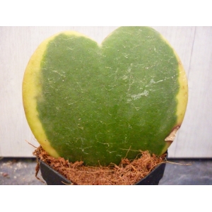Hoya kerrii variegada rf. 090622 1