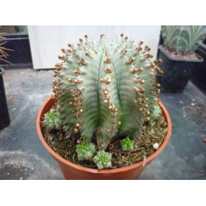 Euphorbia horrida \"snowflake\" m-13  rf. 110622 1