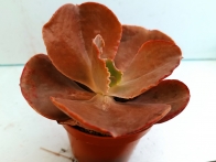 Echeveria crenulata m-8.5  rf. 090224
