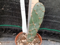 Opuntia cv. cobra rf. 111222-3