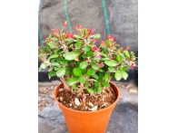 Euphorbia Milii m-13 rf. 071223