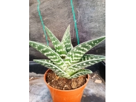 Aloe Variegata m-13 rf. 071223