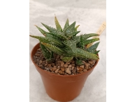 Aloe jacunda rf. 280124