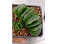 Haworthia truncata cv. Lime green rf. 280124