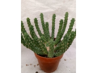 Euphorbia inermis rf. 280124