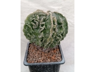 Astrophytum myriostigma fukuryu rf. 280124