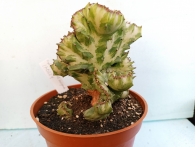 Euphorbia lactea variegada crestada m-13 rf. 170224