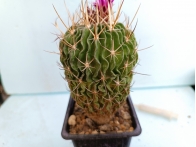 Echinofossulocactus sp. m-7x7 rf. 220224