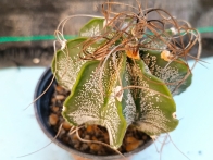Astrophytum capricorne m-8.5 rf. 030324