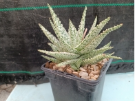 Aloe hibrido Diego m- 9x9 rf. 160624