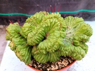 Euphorbia enopla crestada m- 8.5 rf. 230624