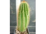Neobuxbaumia polylopha  - 2 rf. 170222