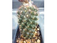 Copiapoa grandiflora rf. 030322
