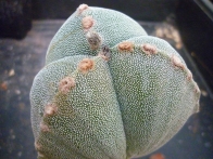 Astrophytum myriostigma tricostatum rf. 030422