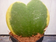 Hoya kerrii variegada rf. 090622