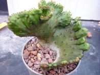Euphorbia leucodendron crestada  rf. 090622