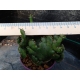 Euphorbia leucodendron crestada rf. 261122 2