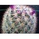 Mammillaria berkiana rf. 111222 2
