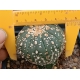 Astrophytum asterias injertado m-7x7 rf. 091223 2